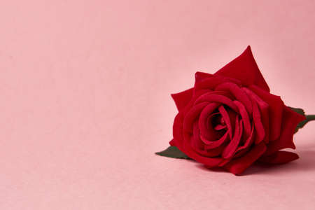 red rose with thorns on pink background cropped view Copy Spaceの写真素材