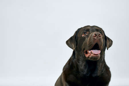 Purebred dog with black hair on a light background portrait, close-up, cropped view