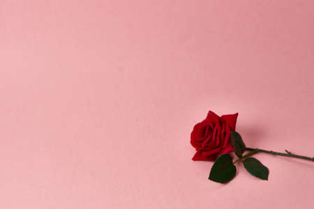 red rose with thorns on pink background cropped view Copy Spaceの写真素材