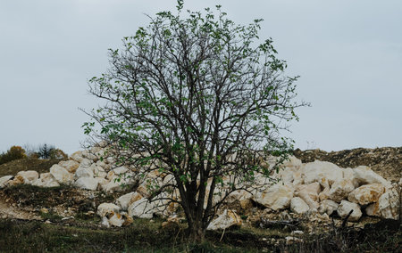 tree landscape countryside nature travel stones horizon