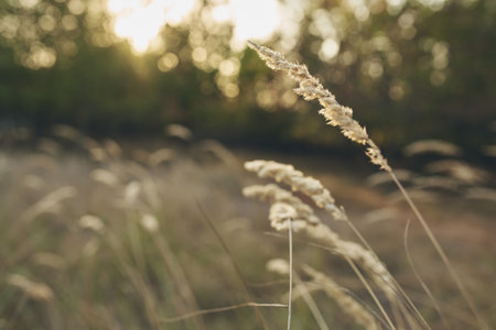 Wheat ears dry grass summer trees sunset nature fresh air lifestyle