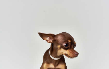 Purebred pet chihuahua dog nature mammals pedigree