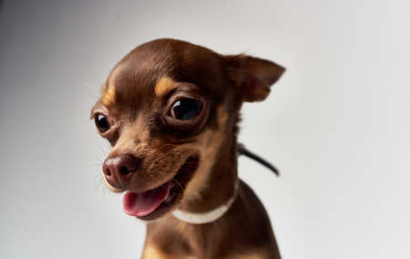 Small funny purebred chihuahua dog close-up petの写真素材