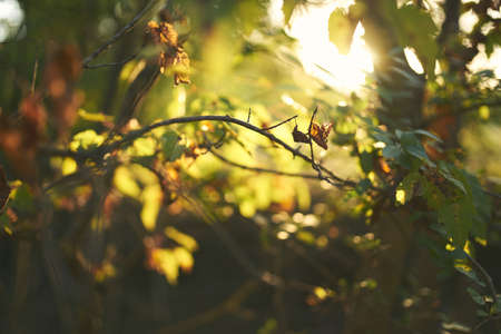 leaves nature summer sunset fresh air trees background imageの写真素材