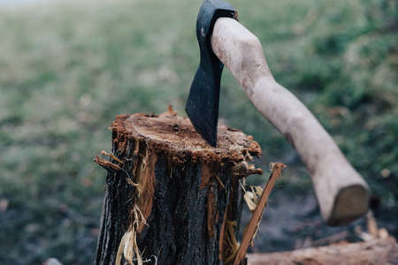 ax sticks out in the tree stump chopping firewood harvestingの写真素材