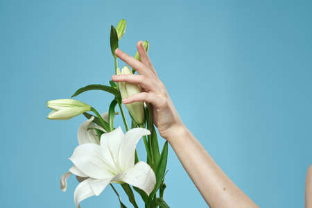 bouquet of white flowers on blue background and female hand cropped viewの写真素材