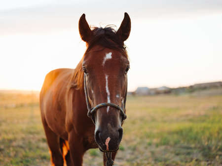 Brown horse grazes on a meadow in a field close-up cropped viewの写真素材