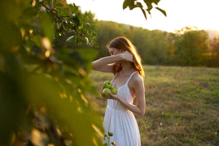 woman picks apples in the garden and white dress summer green grassの写真素材
