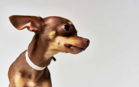 Pet purebred dog chihuahua friendship mammals nature white backgroundの写真素材