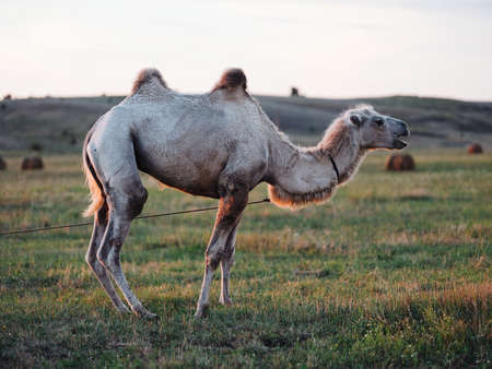 White camel eating grass in a field on a meadow fresh air natureの素材 [FY310164279056]