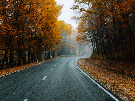 yellow leaves autumn forest nature fresh air tall trees road track