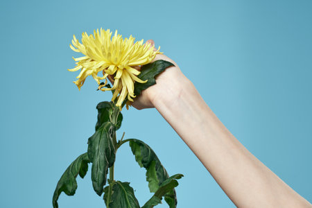 Yellow flower and female hand on a blue background cropped view close-upの写真素材