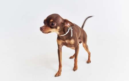 Small purebred chihuahua dog pet friendship nature white backgroundの写真素材