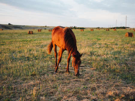 Horse eating grass in a field on a meadow and blue sky with fresh airの写真素材
