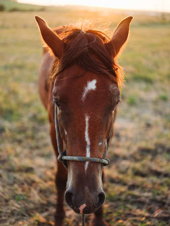 Brown horse grazes on a meadow in a field close-up cropped viewの写真素材