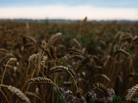 Yellow fields summer blue sky tall trees Fresh air in the backgroundの写真素材
