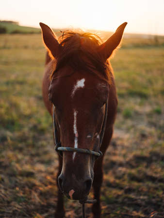 Brown horse grazes on a meadow in a field close-up cropped viewの写真素材