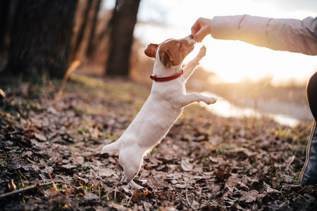 purebred dog wearing a red collar outdoors walking leisure fresh backgroundの写真素材