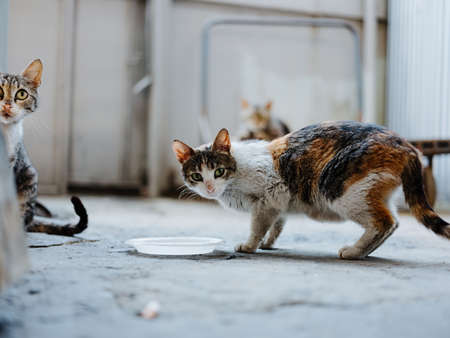 dirty kitten eats from a plate on the street an abandoned roomの写真素材