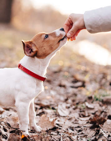 small purebred dog walking in nature in autumn walk fresh air friendshipの写真素材