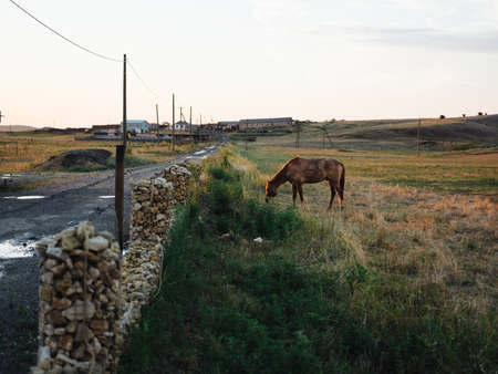 Horse eating grass in a field on a meadow and blue sky with fresh airの写真素材