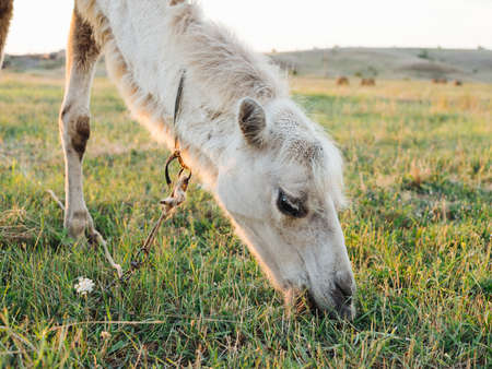 The camel eats grass on nature in the mountains in the fieldの写真素材