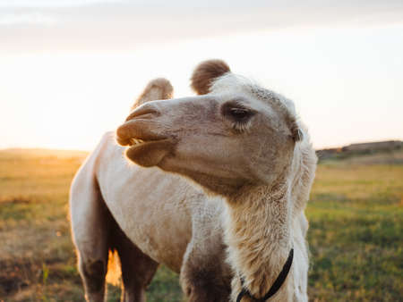 The camel eats grass on nature in the mountains in the fieldの写真素材
