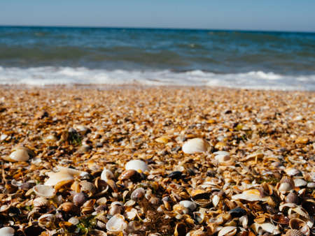 Beach seashells Horizon landscape nature summer tropicsの写真素材