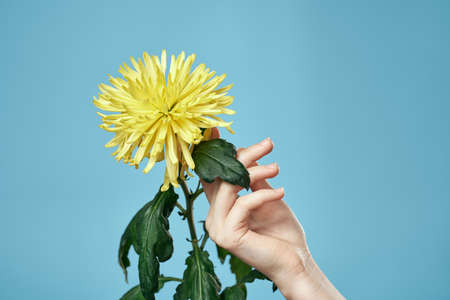 Yellow flower and female hand on a blue background cropped view close-upの写真素材