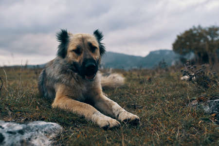 street dog outdoors in the mountains travel animalsの写真素材