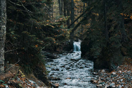 river flows between the banks in the forest and travel model tourism