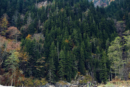 Autumn forest mountains trees landscape fresh air