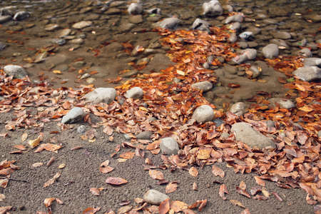 Autumn forest mountains fallen leaves river landscape