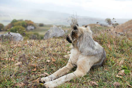 Purebred dog in the mountains nature travel vacation landscapeの写真素材