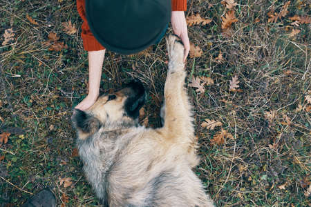 woman outdoors playing with dog friendship fresh airの写真素材