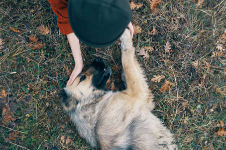 woman outdoors playing with dog friendship fresh airの写真素材
