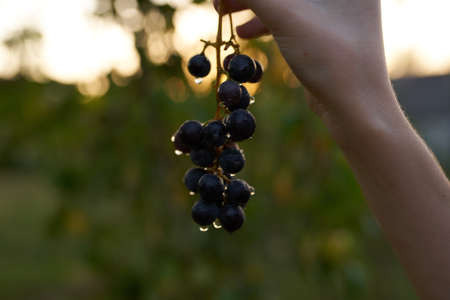 grapes nature fresh air organic green leaves