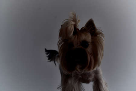 Puppy groomingの写真素材