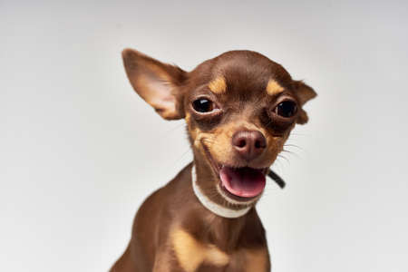 Pedigree dog pet puppy groomingの写真素材