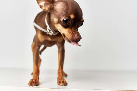chihuahua mammals friend of human close-upの写真素材