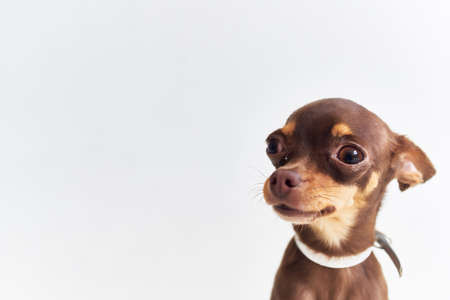 pedigree dog chihuahua posing Studioの写真素材