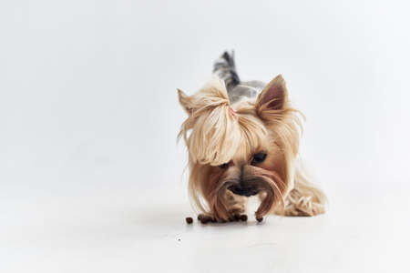 pedigree dog Yorkshire Terrier posing isolated background