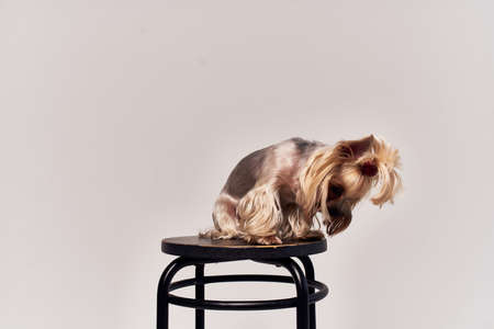 pedigree dog hairstyle for animals Studioの写真素材