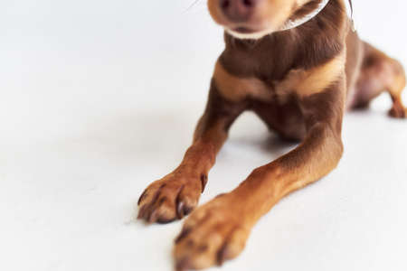 dog chihuahua posing isolated backgroundの写真素材