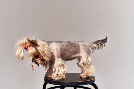 a small dog pet puppy grooming Studioの写真素材