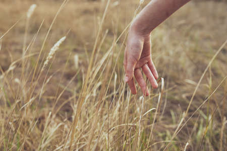 field plant female hand freedom lifestyleの写真素材
