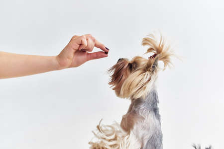 a small dog pet puppy grooming isolated backgroundの写真素材