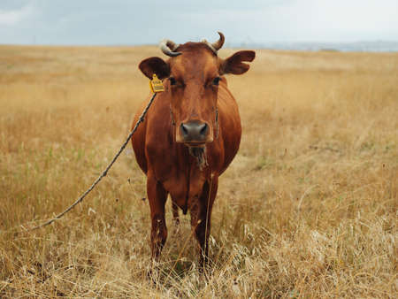 Cow in the field nature mammal landscape agricultureの写真素材