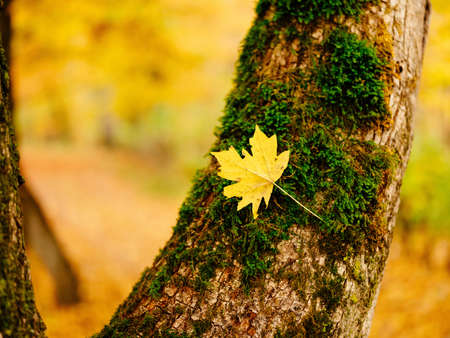 autumn leaves nature forest floraの写真素材