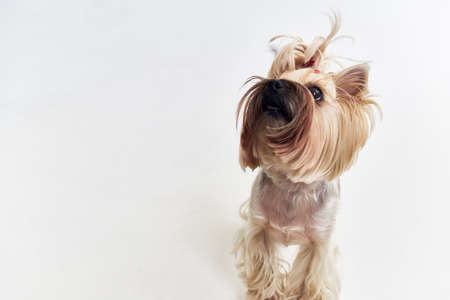 dog pet puppy grooming Studioの写真素材